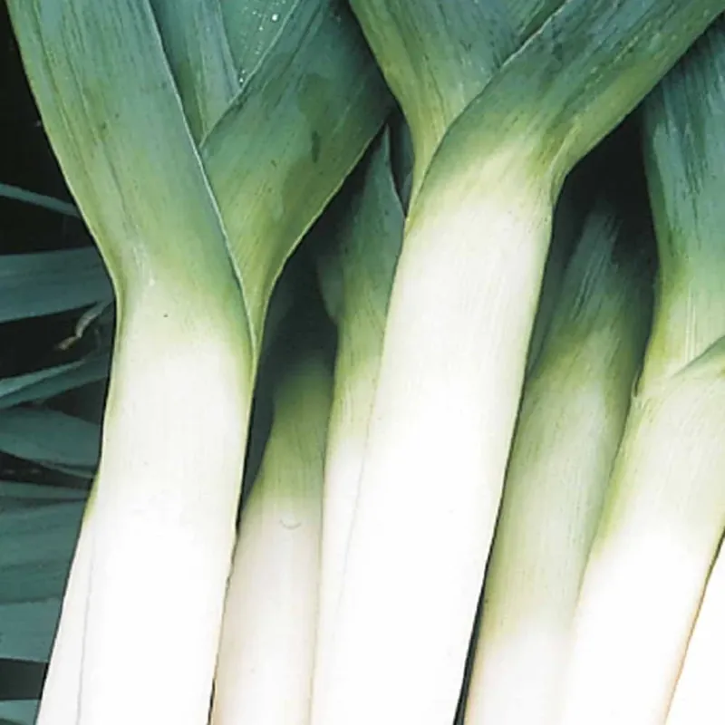 Ausverkauf Winterporree ‘Atlanta’ Bio Allium porrum bleu d'hiver atlanta