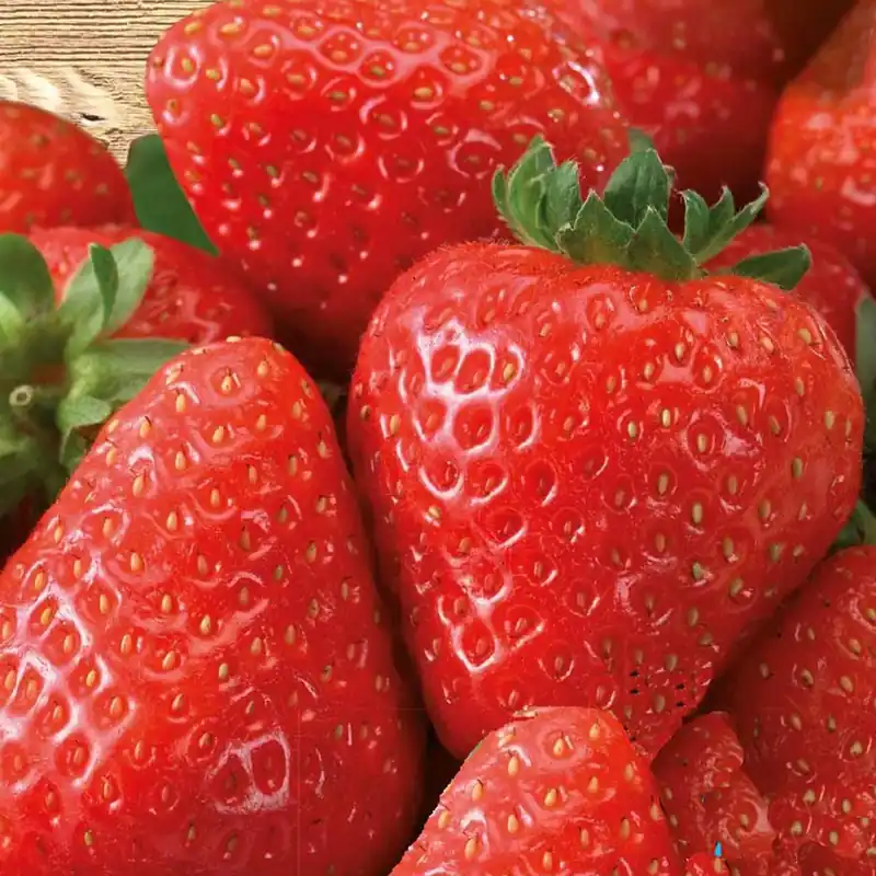 Zertifiziert Erdbeere ‘Grandian F1’ Fragaria x ananassa grandian f1