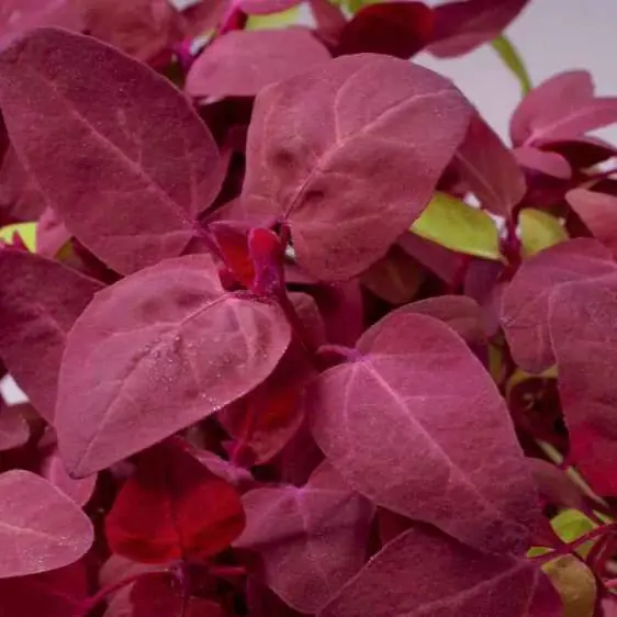 Gartenmelde Red Flash Atriplex hortensis Highlight