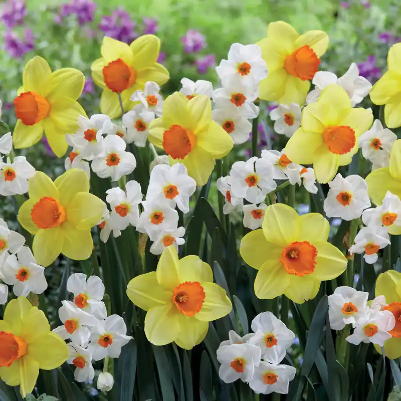 Narzissen-Kollektion ‘Red Devon & Geranium’ Narcissus (red devon + geranium) Kracherpreis