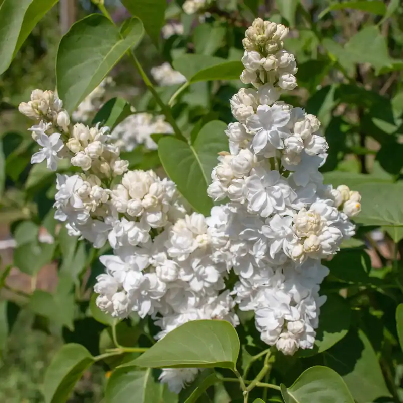 Doppelter weißer Flieder Syringa vulgaris Madame Lemoine Kostenfreie Lieferung