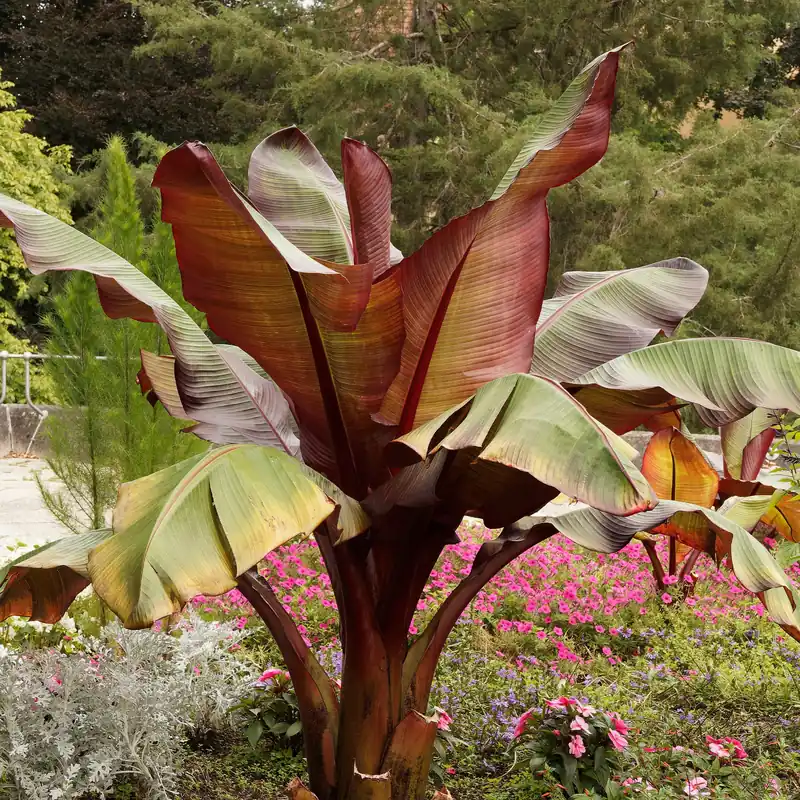 Markenware Rote Zierbanane Ensete ventricosum Maurelii