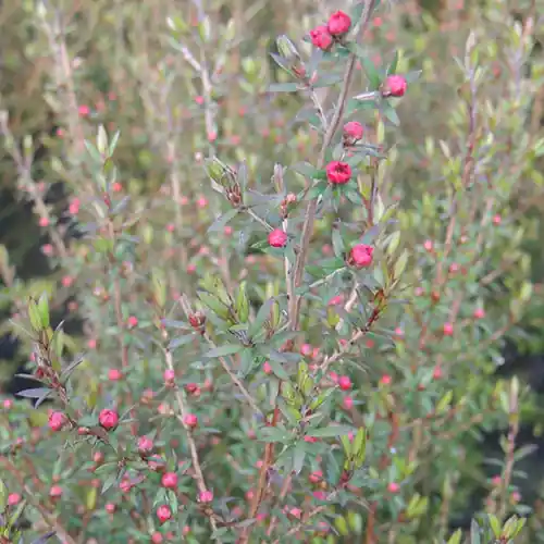 Neuseeländischer Teebaum ‘Ruby Glow’ Leptospermum scoparium Ruby Glow Markenprodukt