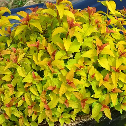 Sommerspiere Merlo® Gold Spiraea japonica Merlo ® Gold Sonderaktion