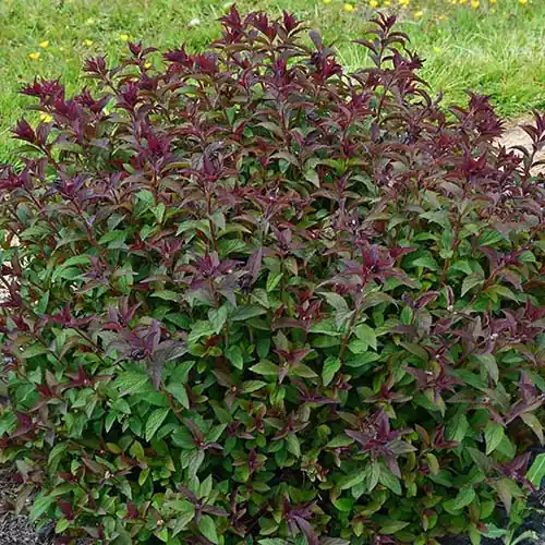 Sommerspiere Merlo® Green Spiraea japonica merlo ® green Schneller Versand