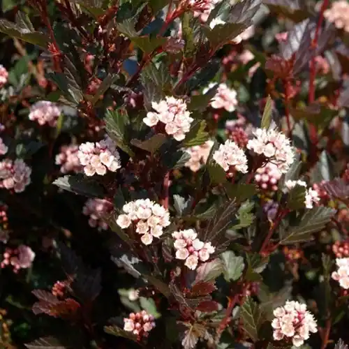 Blasenspiere ‘Little Devil’ Physocarpus opulifolius Little Devil Günstig