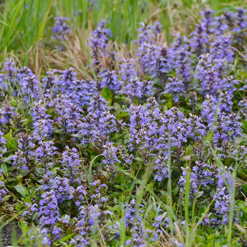 Preiswert Kriechender Günsel Ajuga reptans