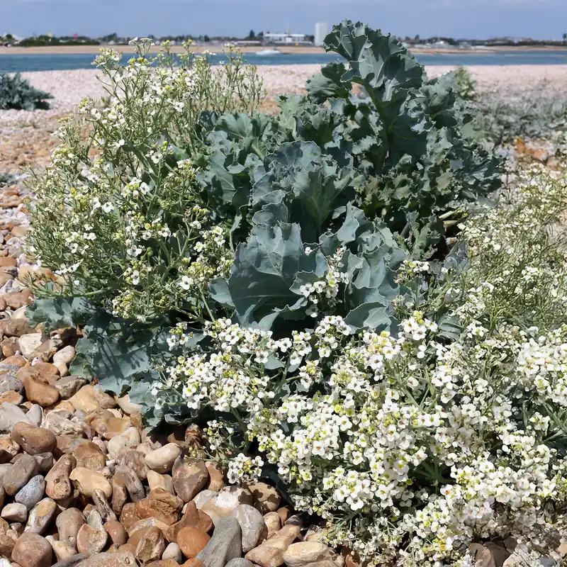 Super-Preis Küsten-Meerkohl Crambe maritima