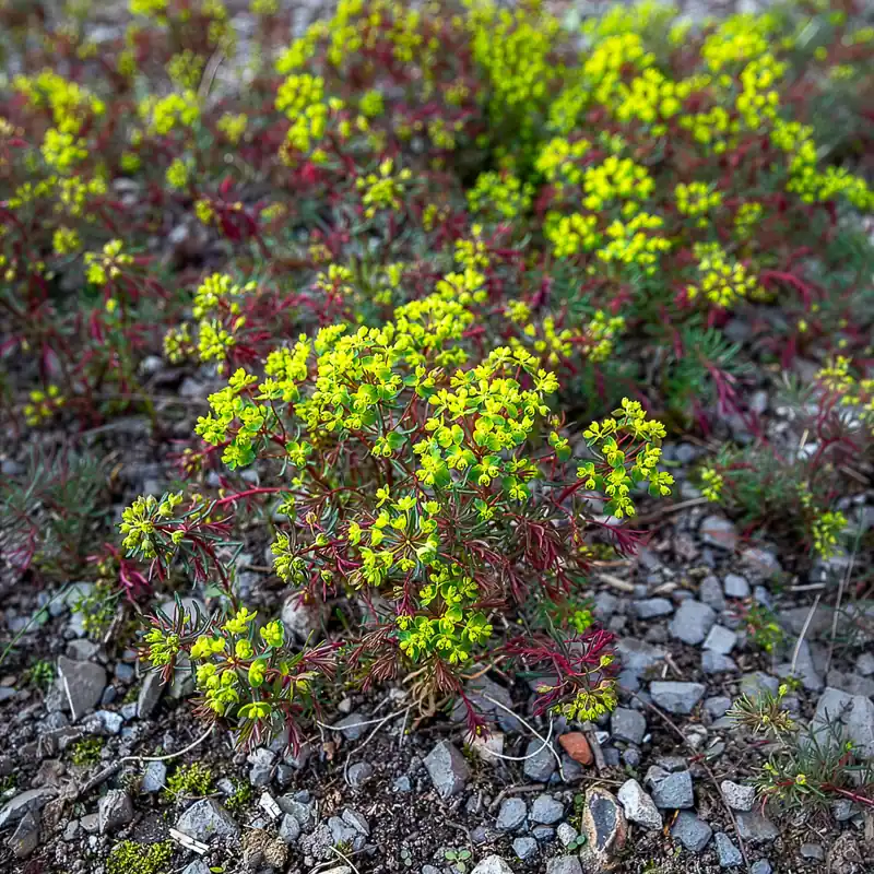 Top-Seller Zypressen-Wolfsmilch Clarice Howard Euphorbia cyparissias clarice howard