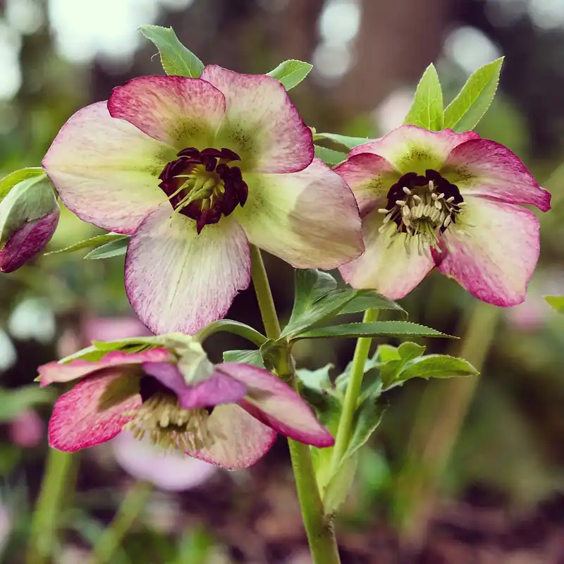 Christrose ‘Picotee’ Helleborus Picotee Highlight