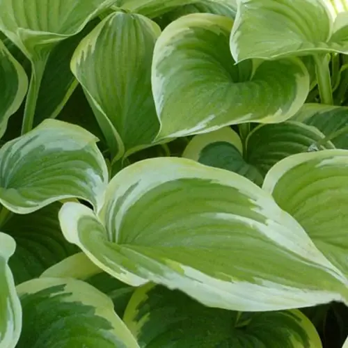 Hosta Victory Hosta victory Begrenztes Angebot