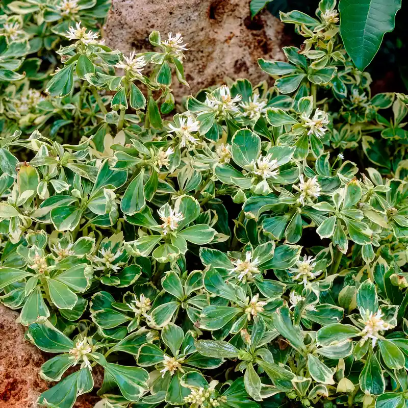 Preiswert Schattengrün Variegata Pachysandra terminalis variegata