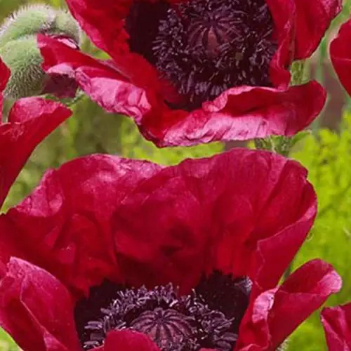 Billig Orientalischer Mohn Marlene Papaver orientale marlene