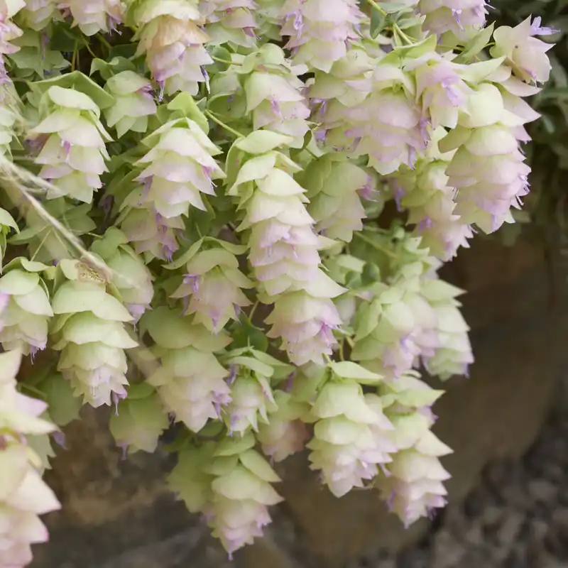Online Kaufen Hopfendost Kent Beauty Origanum rotundifolium Kent Beauty