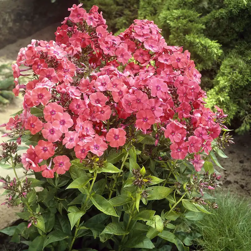 Zertifiziert Hohe Flammenblume 'Orange Perfection' Phlox paniculata Orange Perfection