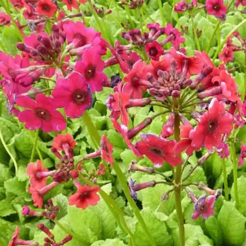 Heißes Angebot Etagen-Schlüsselblume 'Millers Crimson' Primula japonica millers crimson
