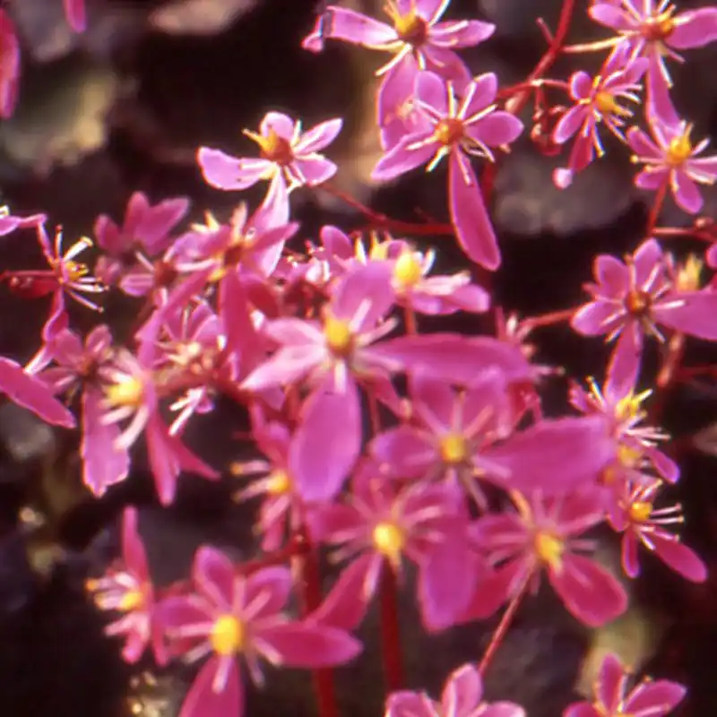 Finale Aktion Saxifrage ‘Black Ruby’ Saxifraga cortusifolia black ruby