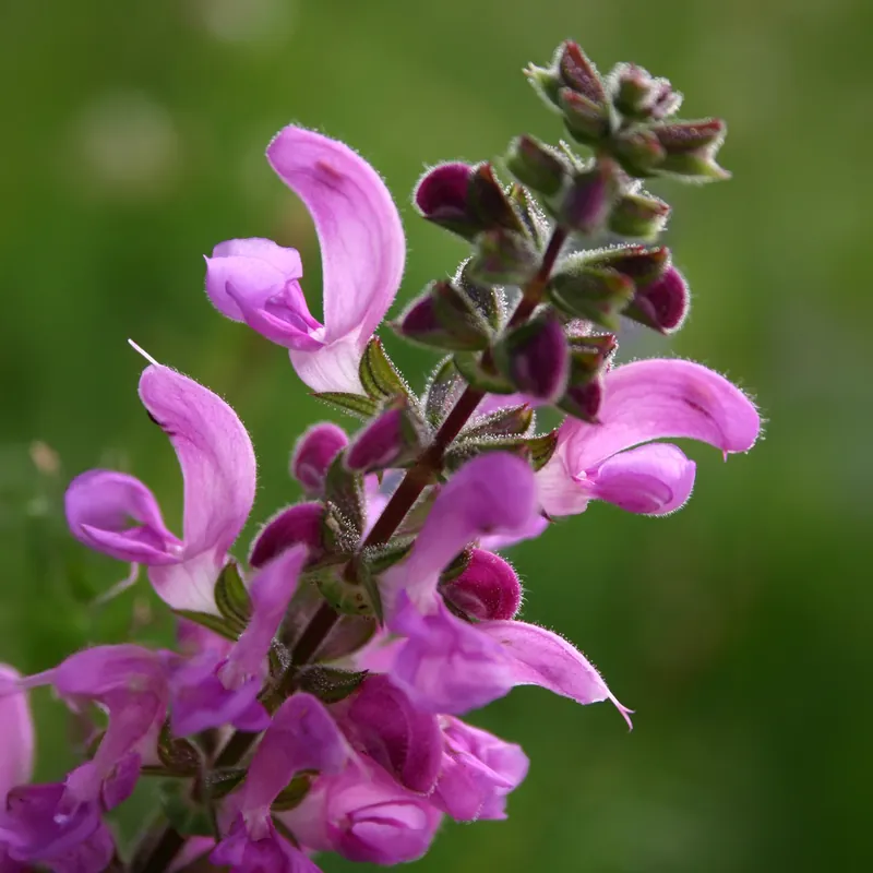 Direktkauf Wiesensalbei Sweet Esmeralda Salvia pratensis sweet esmeralda ( ballet series )