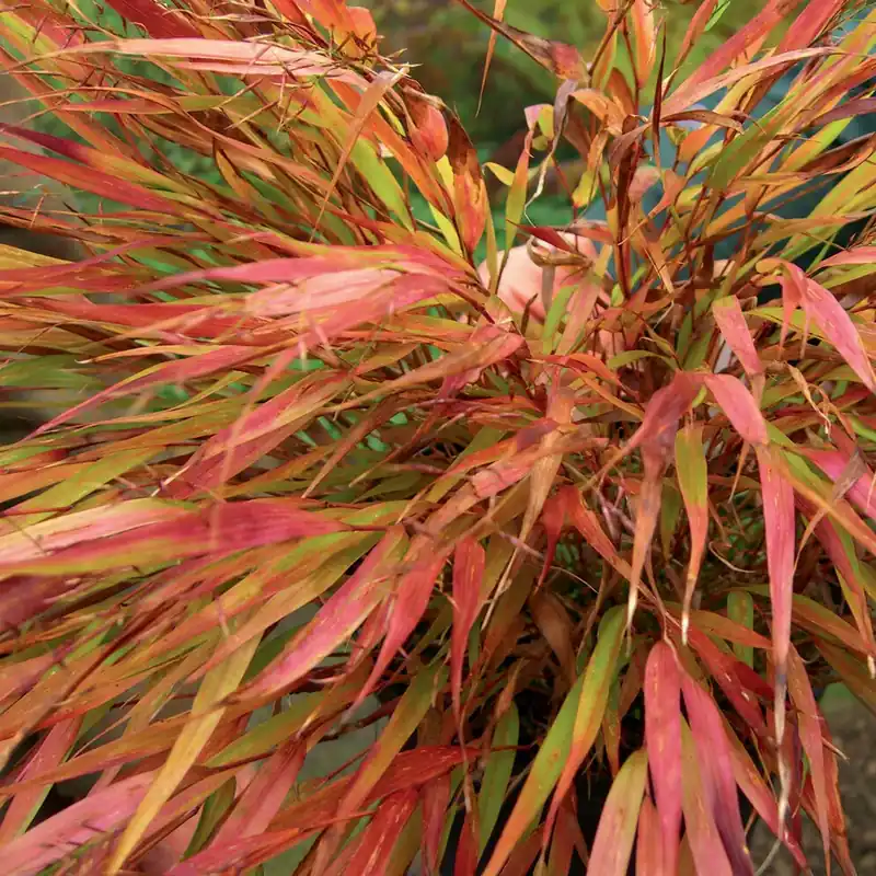 Neue Ware Japanwaldgras ‘Nicolas’ Hakonechloa macra Nicolas