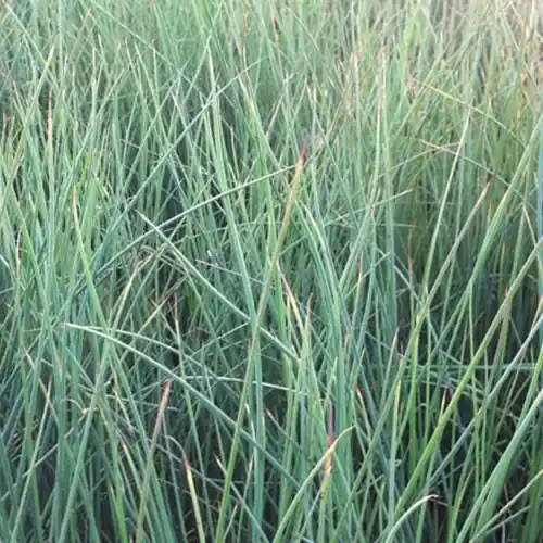 Neue Ware Gebogene Stäbe (x3) Juncus inflexus