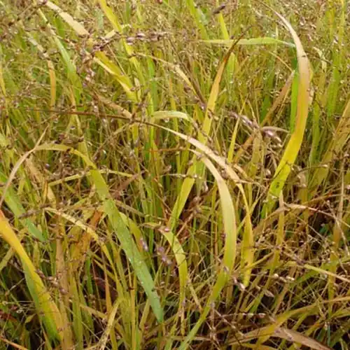 Aufrechte Rispe Stafa Panicum virgatum stäfa Rabatt