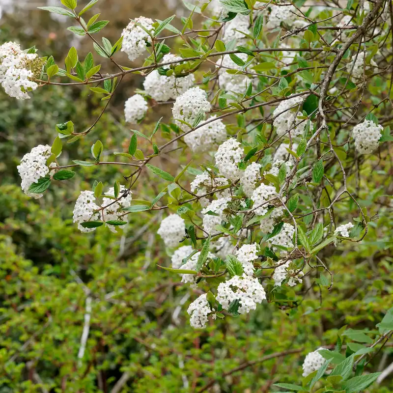 Preisreduziert Oster-Schneeball Viburnum burkwoodii