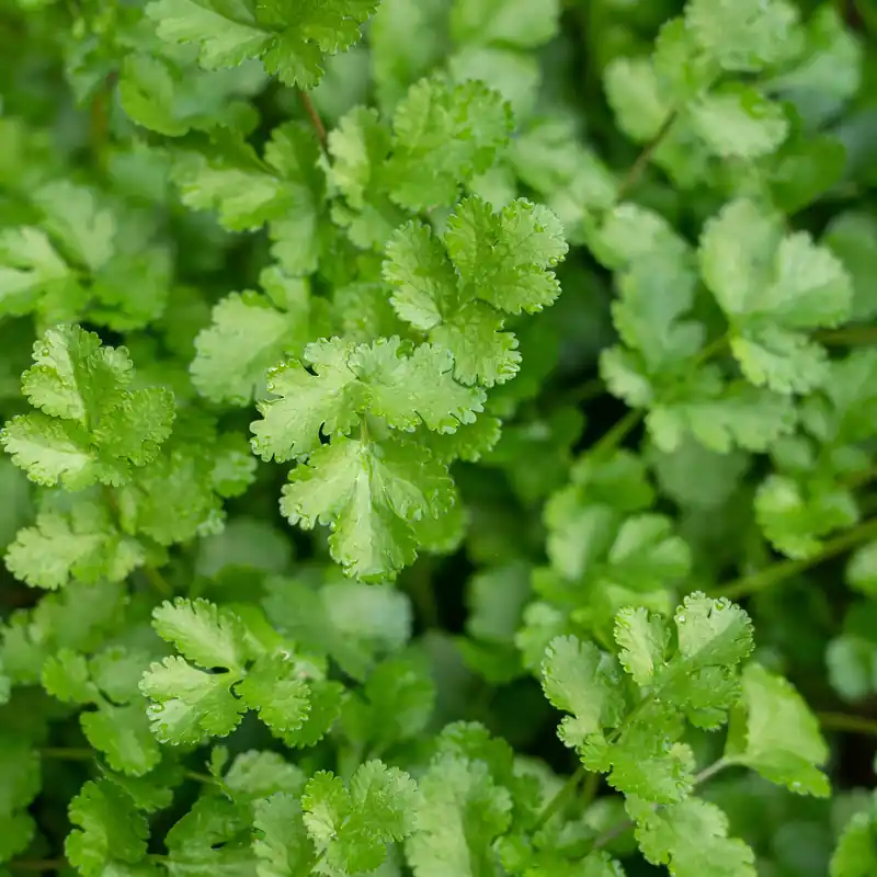 Saisonangebot Koriander Coriandrum sativum