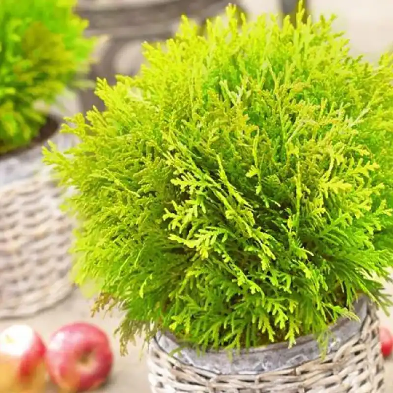 Lebensbaum Mirjam Thuja occidentalis Mirjam Echt