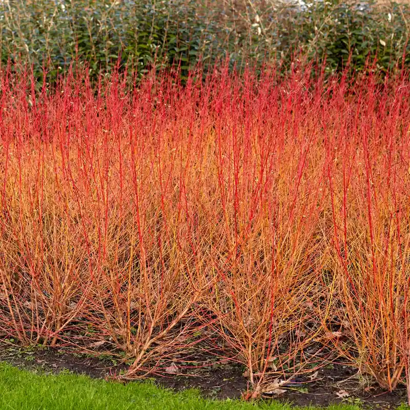 Top-Angebot Blutroter Hartriegel Midwinter Fire Cornus sanguinea Midwinter Fire
