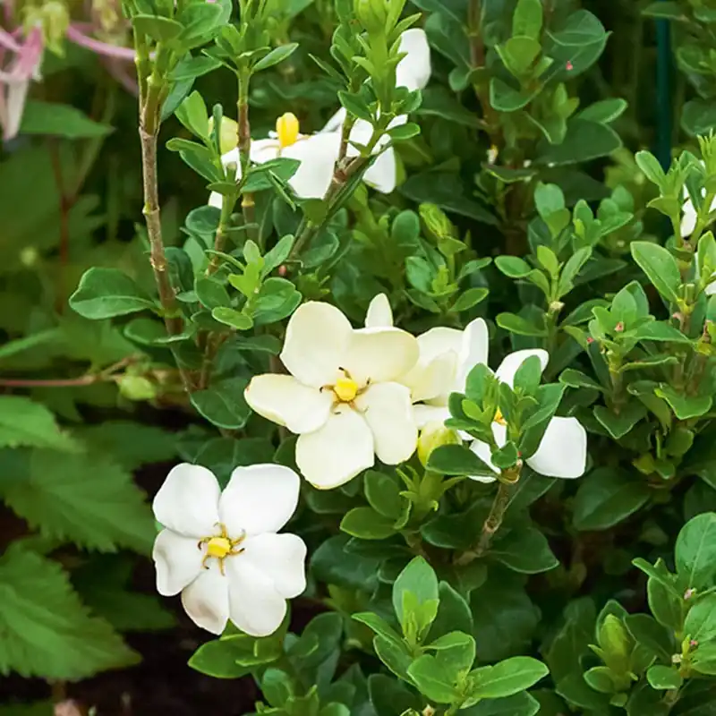 Garantierte Lieferung Gardenie ‘Kleim’s Hardy’ Gardenia jasminoides 'kleim's hardy'