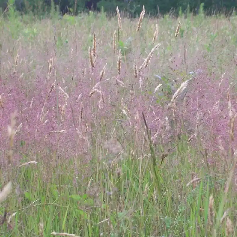 Neu Liebesgras Eragrostis spectabilis