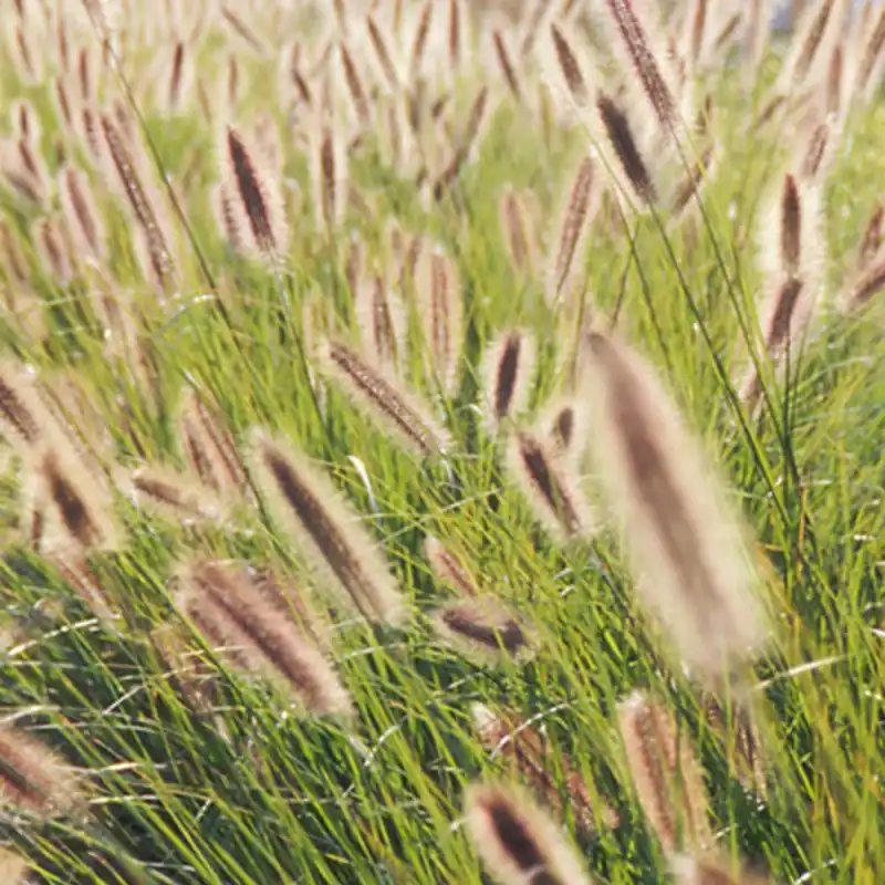 Online Kaufen Federborstengras Japonicum Pennisetum alopecuroides japonicum