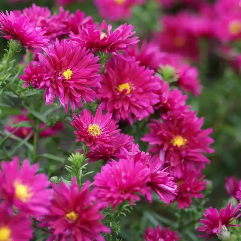 Saisonangebot Herbstaster (x3) Aster novi-belgii 'royal ruby'