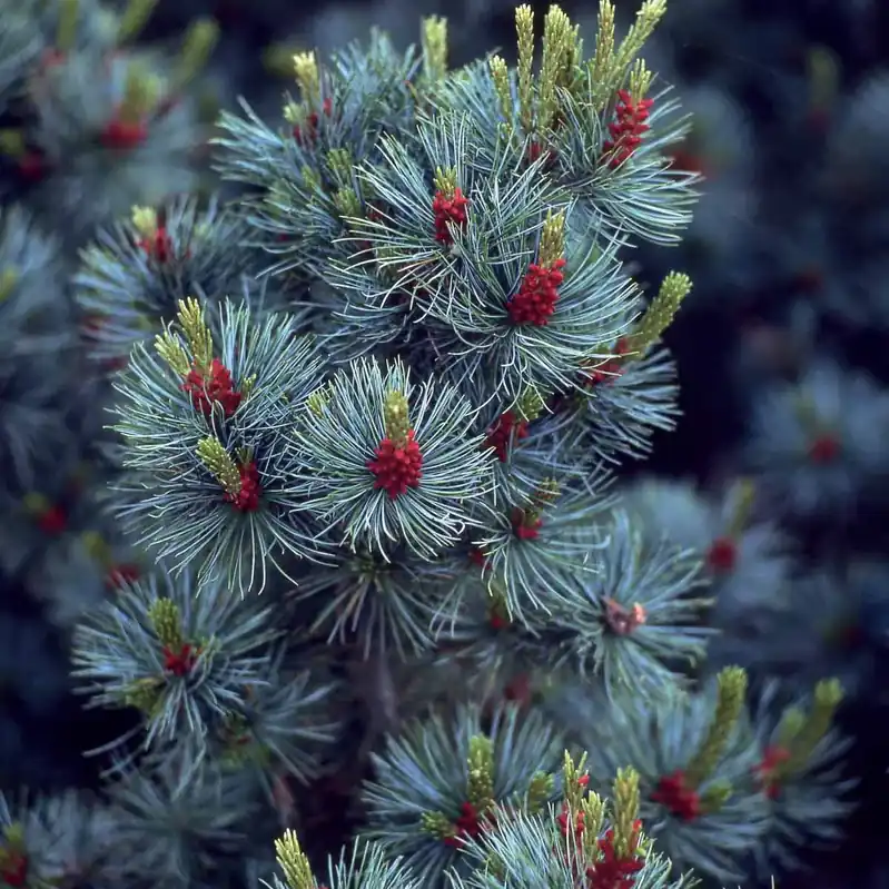 Japanische Weißkiefer ‘Negishi’ Pinus parviflora Negishi Schneller Versand
