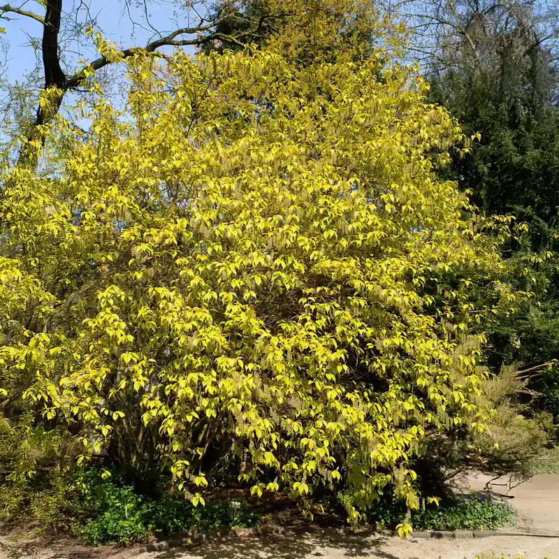 Perlschweif Stachyurus chinensis Joy Forever Preiswert