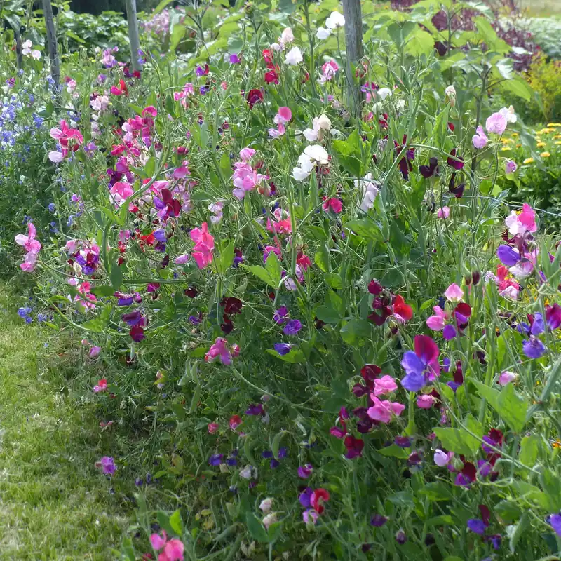 Duftwicken-Kollektion Lathyrus odoratus Bestpreis