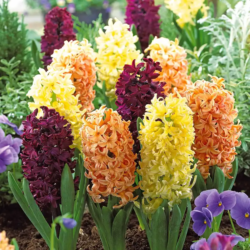 Sichere Zahlung Hyazinthen Kollektion: 'Gipsy Queen' + 'Woodstock' + 'City of Haarlem' (x9) Hyacinthus 'Woodstock', 'Gipsy Queen', 'City of Haarlem'
