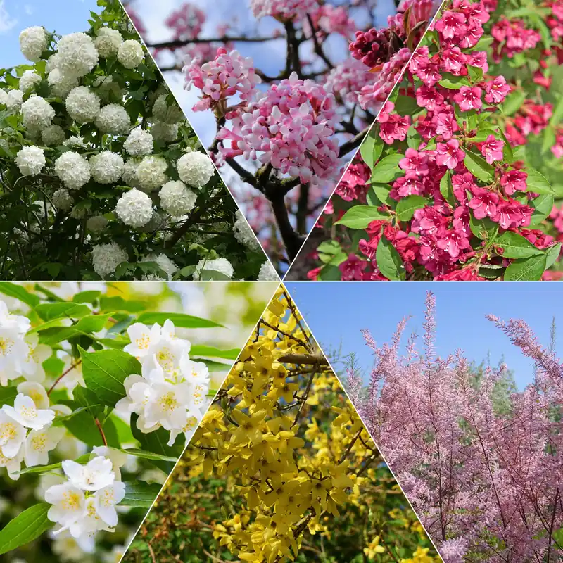 Aktuell Vier-Jahreszeiten-Hecke (x6) Viburnum opulus Roseum, Viburnum x bodnantense Dawn, Weigelia Bristol Ruby, Philadelphus virginal, Forsythia spectabilis, Tamarix ramosissima