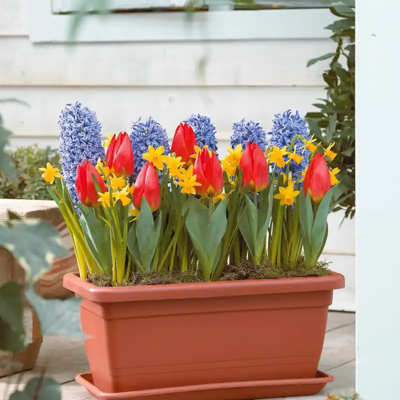 Ausverkauf Frühlingsfenster-Kollektion Hyacinthus 'blue jacket',narcissus 'tête à tête',