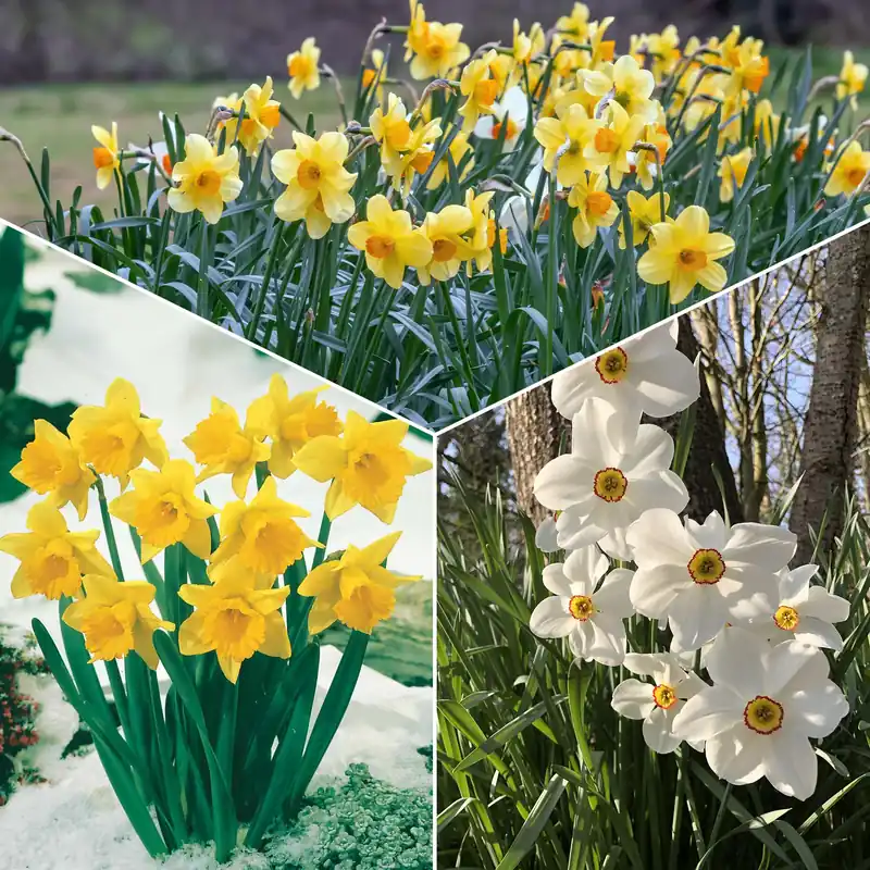 Narzissen-Kollektion 'Fortune' & 'Rijnveld Early Sensation' (x30) Narcissus 'Fortune', 'Rijnveld Early Sensation', 'Actaea' Kostenfreie Lieferung