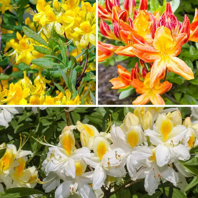China-Azaleen Kollektion Orange/Gelb/Weiß (x3) Rhododendron (Azalea) mollis Direkt Vom Hersteller