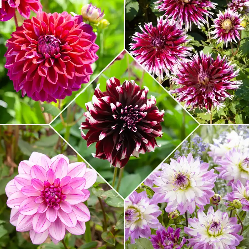 Große Dahlien Mischung (x5) Dahlia 'Diva', 'Clair Obscure', 'Mistery Day', 'Seduction', 'Luka Johanna' Knallerangebot
