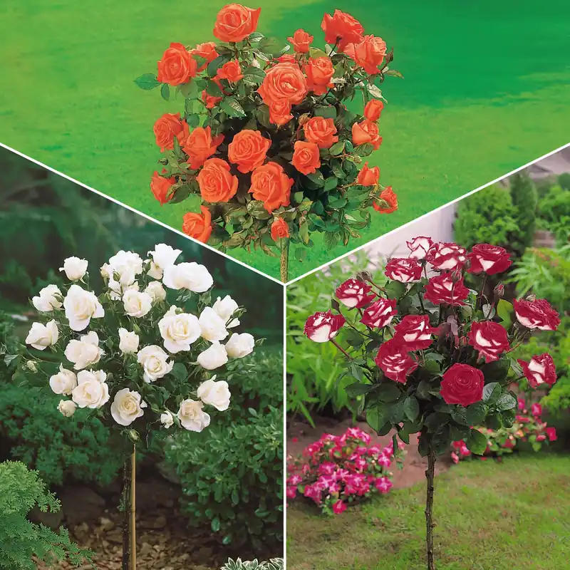 Hochstammrosen-Kollektion 'Ramona', 'Korbin', 'Osiria' (x3) Rosa 'ramona', 'korbin', 'osiria' Billig