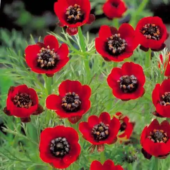 Sommer-Adonisröschen ‘Deep Red’ Adonis aestivalis Super-Preis