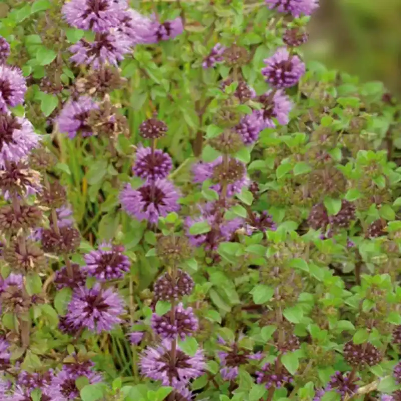 Direktkauf Poleiminze Mentha pulegium