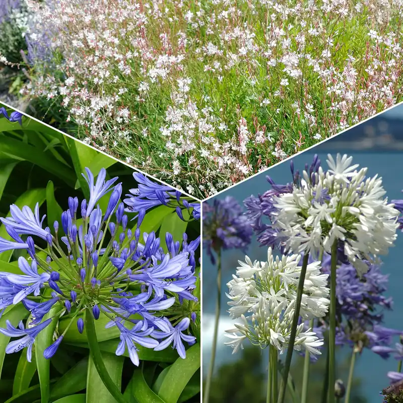 Stauden-Kollektion für Garten & Topf (x7) Gaura lindheimeri whirling butterflies , agapanthus umbellatus Must-Have