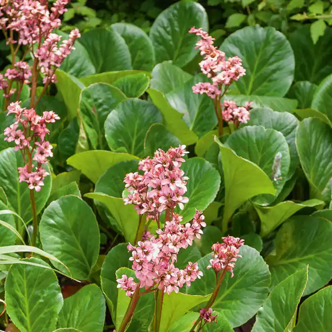 Bergenie 'Bressingham Ruby' Bergenia Bressingham Ruby Kostenloser Versand