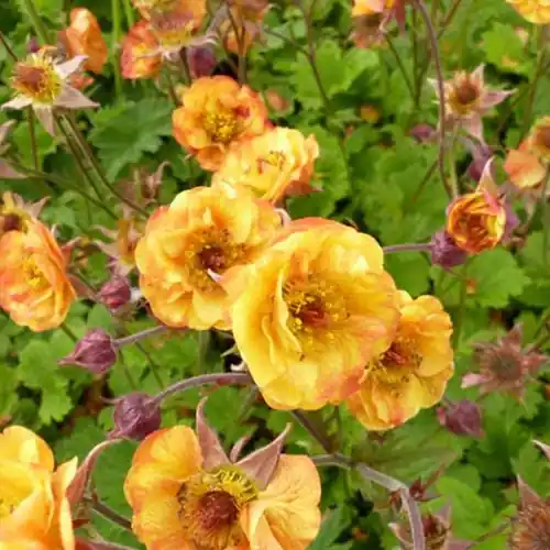 Nelkenwurz ‘Alabama Slammer’ Geum alabama slammer ( cocktails series ) Solange Der Vorrat Reicht