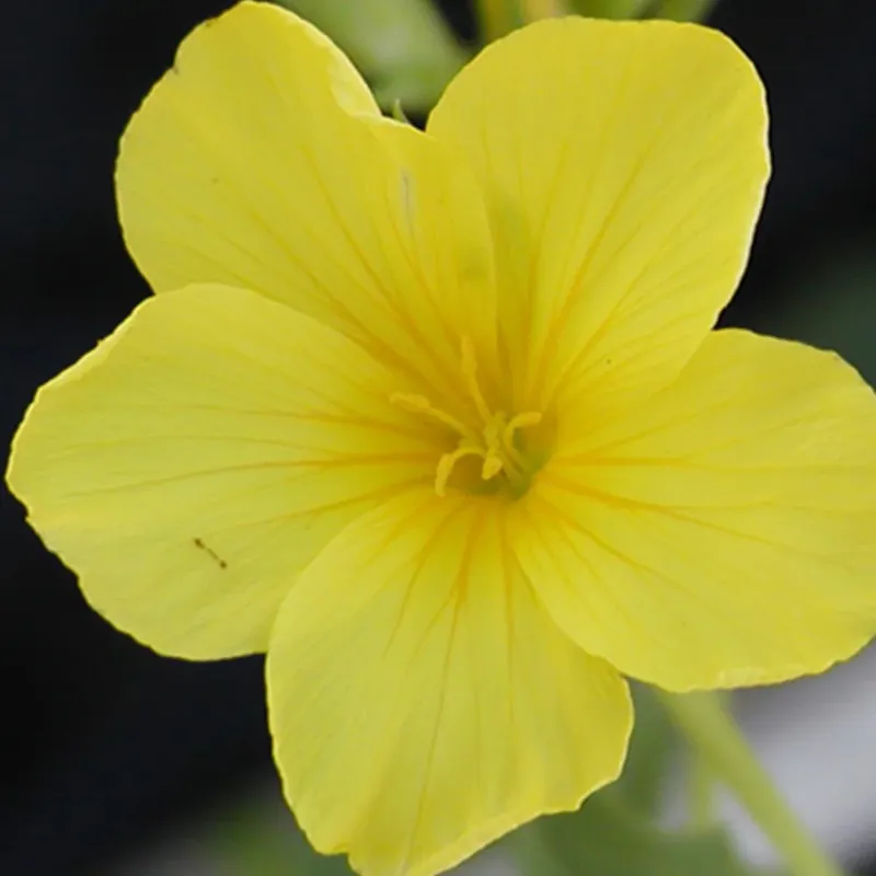 Neu Gelber Lein 'Compactum' Linum flavum compactum