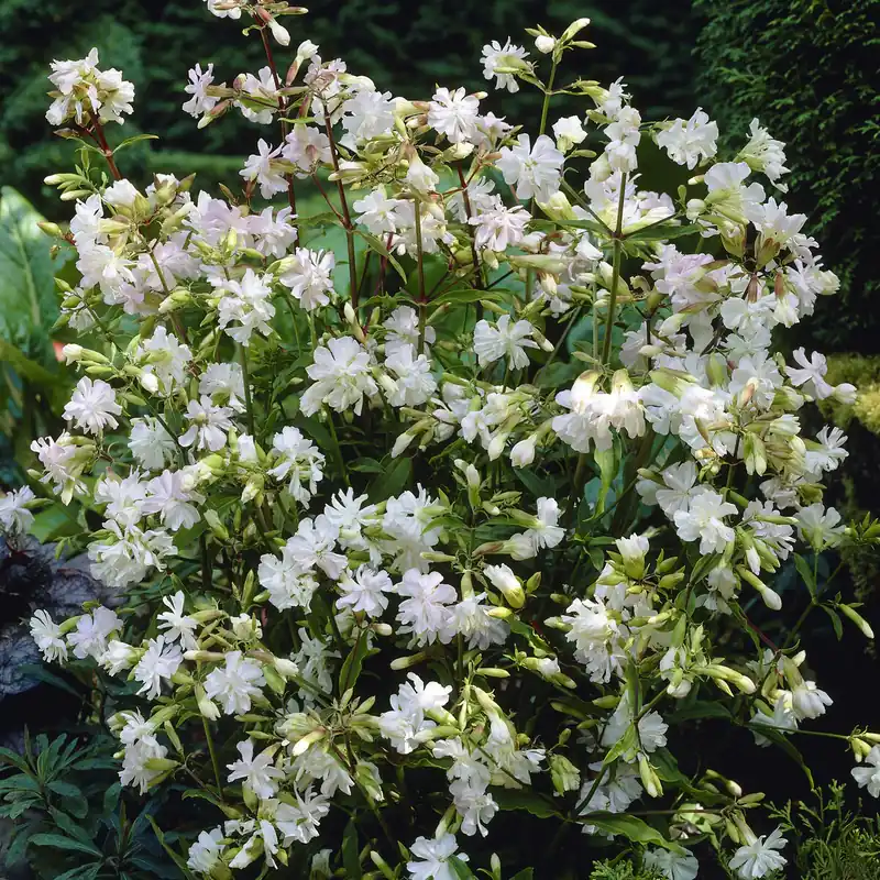 Seifenkraut weiß (gefüllt) Saponaria officinalis Alba Plena Kostenloser Rückversand